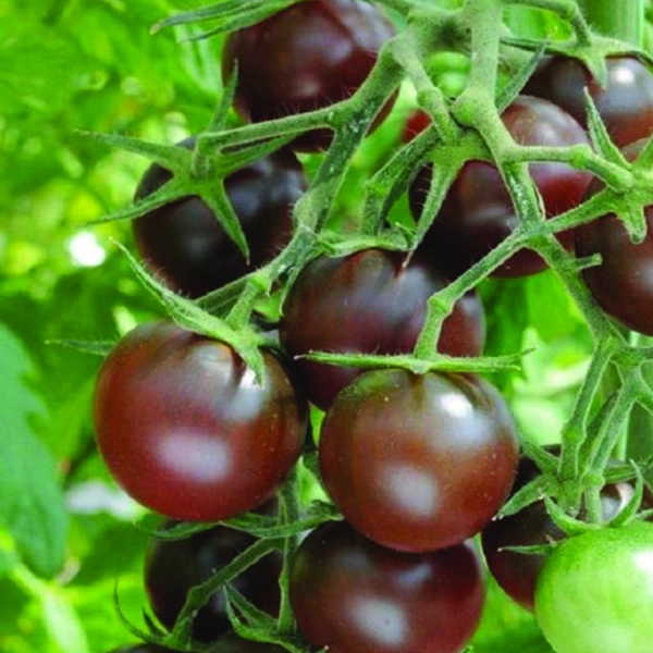 Black cherry