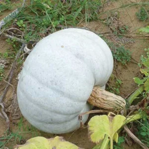 Nagydobosi