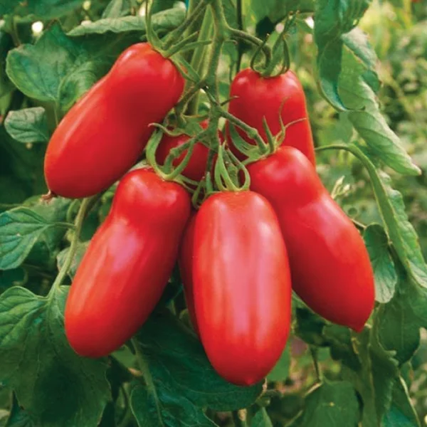 San Marzano 3