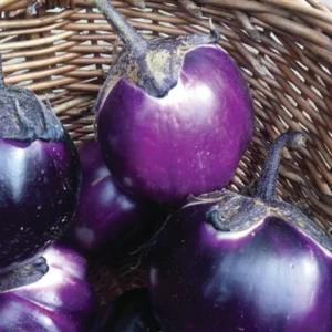 Violetta di Firenze