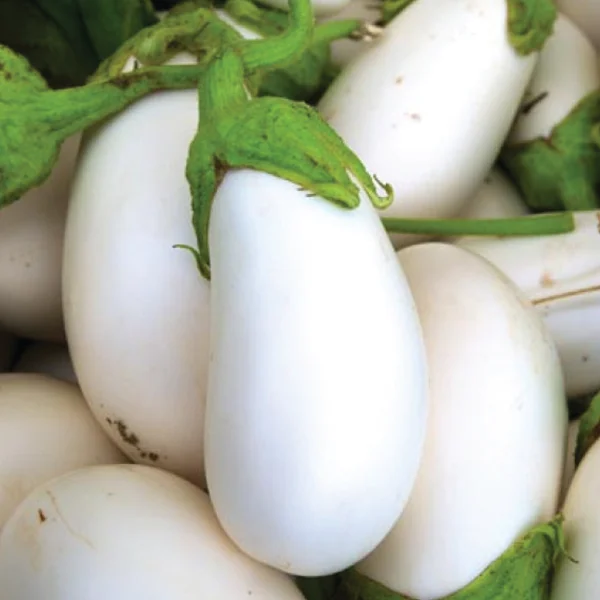White Egg