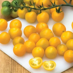 Yellow cherry