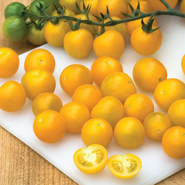 Yellow cherry